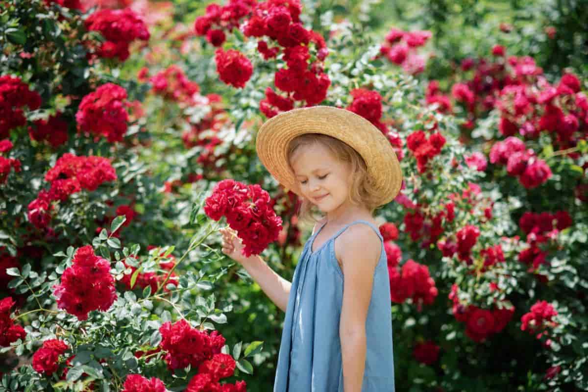 a rose garden for the children