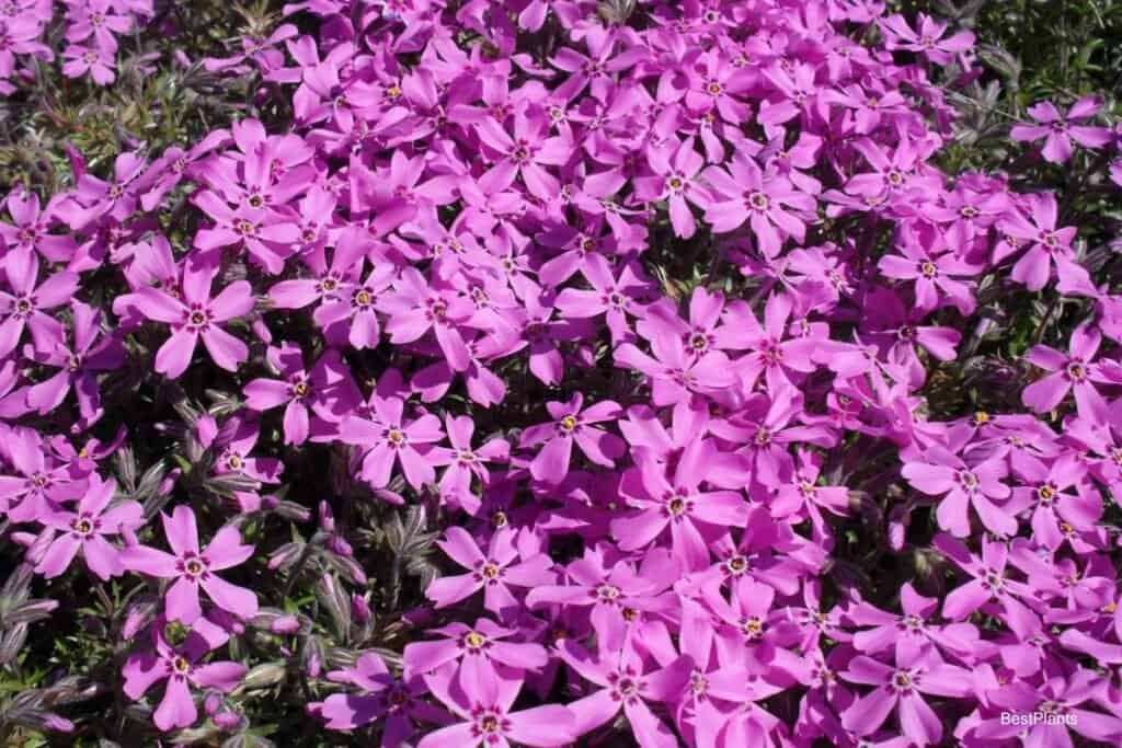 spring perennials