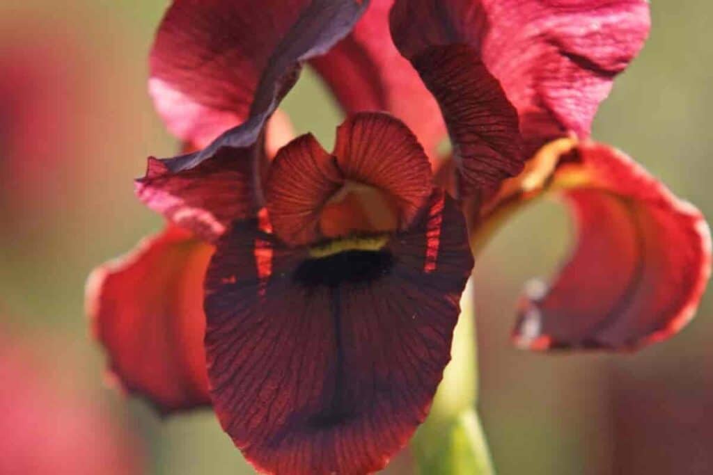 Ancient Irises