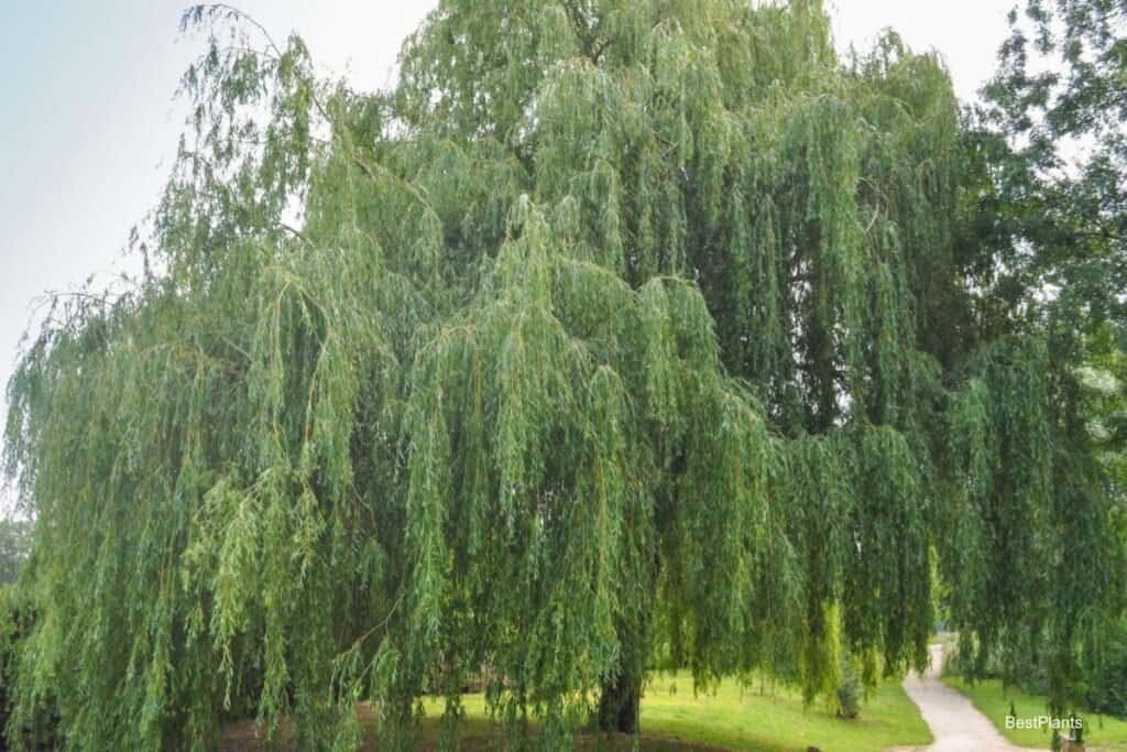 weeping willow