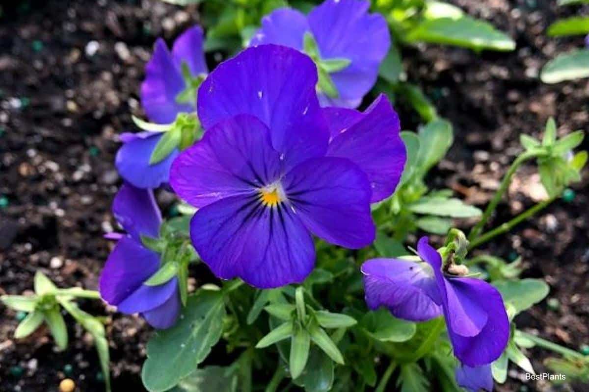 colorful violas flower
