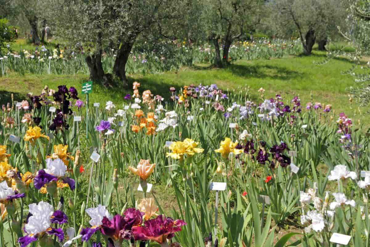 Iris Landscape