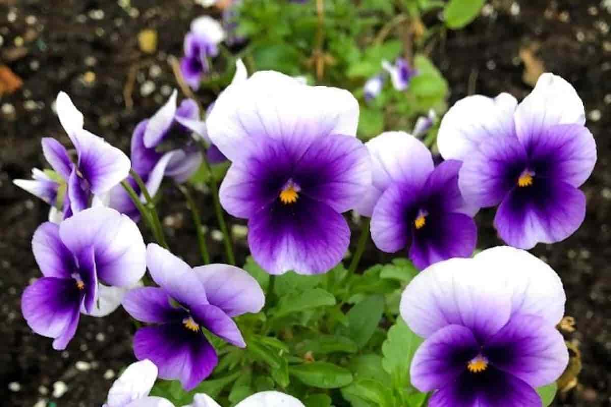 Gardeners Story