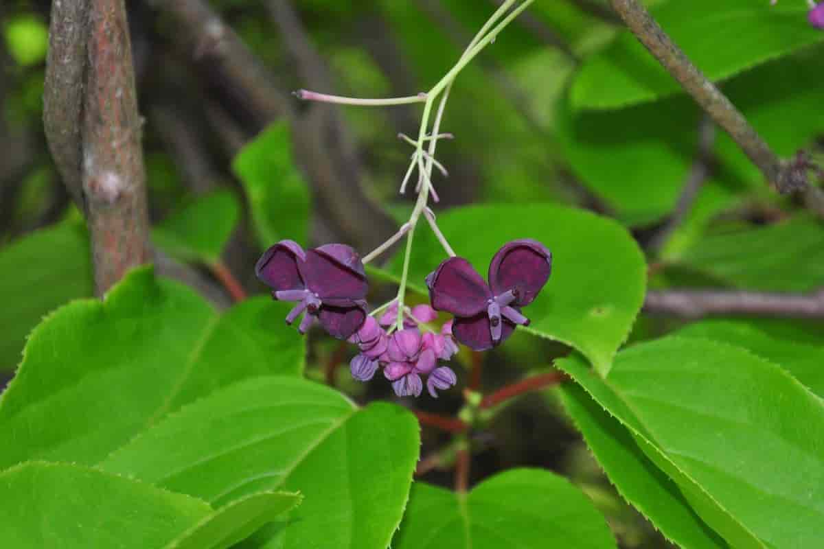 five leaf akebia