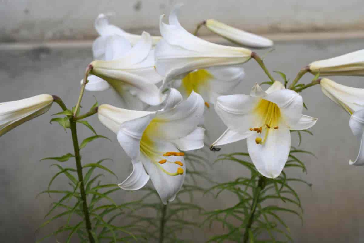 Grow Lilies