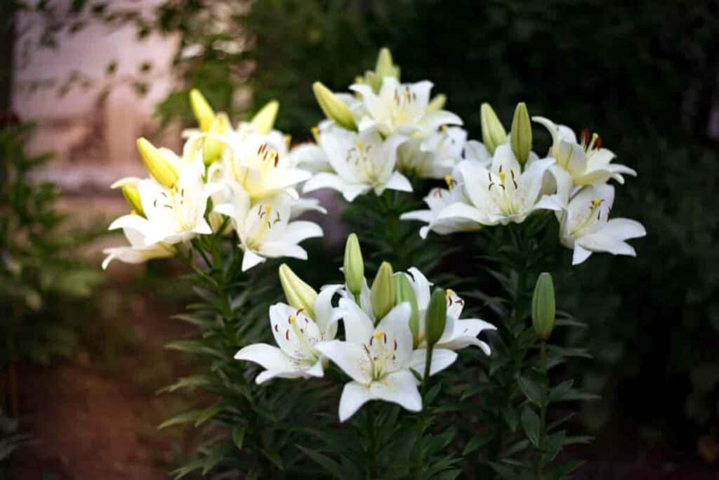 add lilies to garden plans