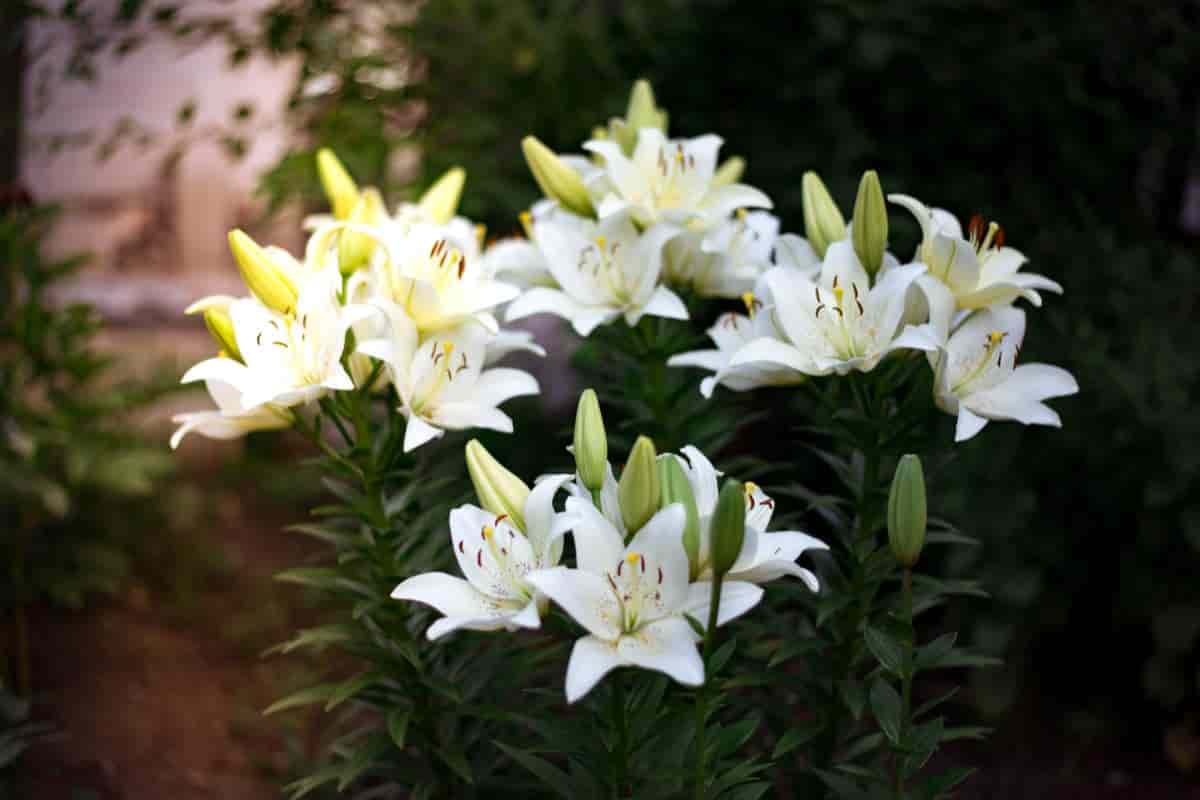 add lilies to garden plans