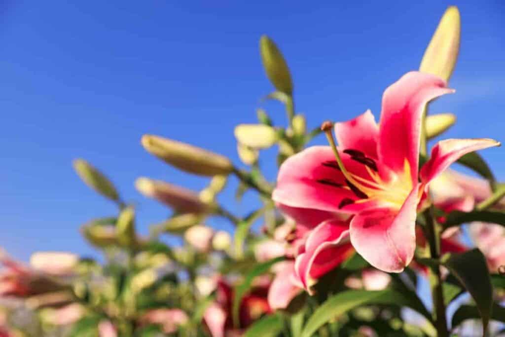 South Daylilies