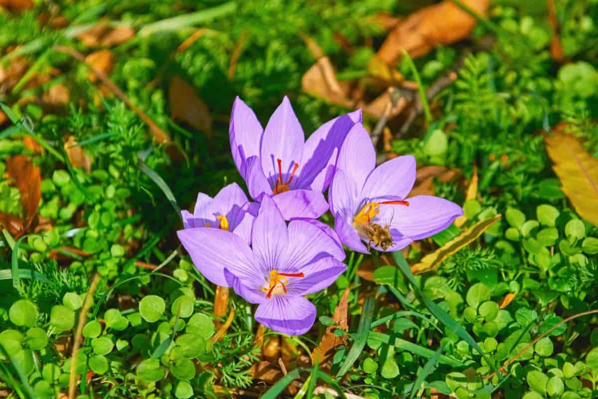 Fall Bulbs