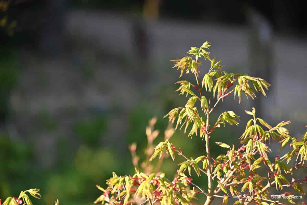 Growing Amur Maple Tree