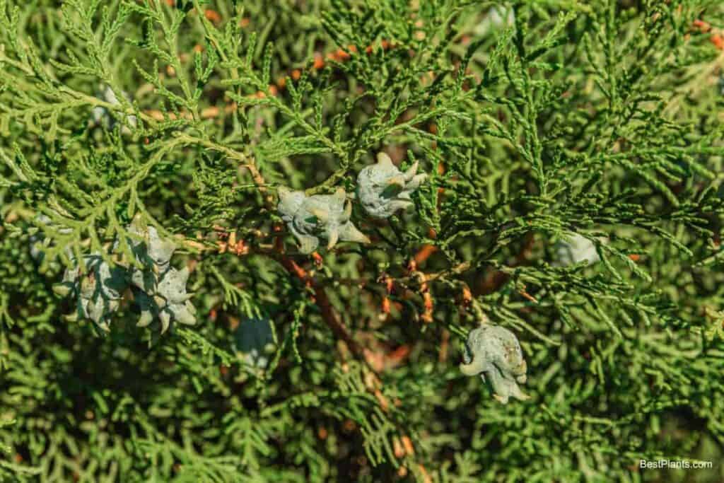 Growing Evergreen Incense Cedar