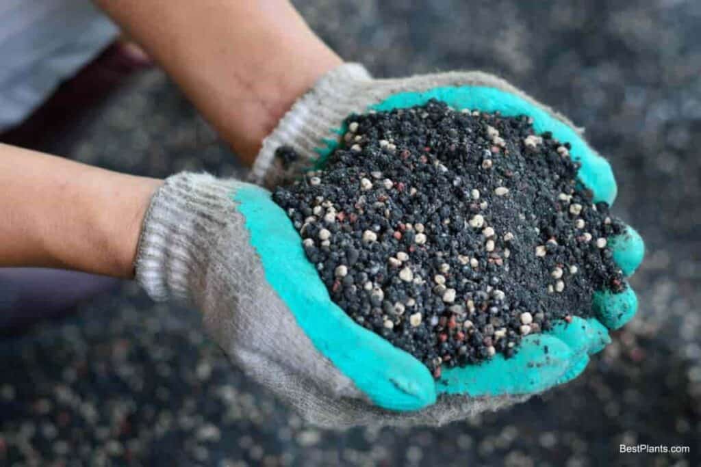 Fall Planting in North Reminders