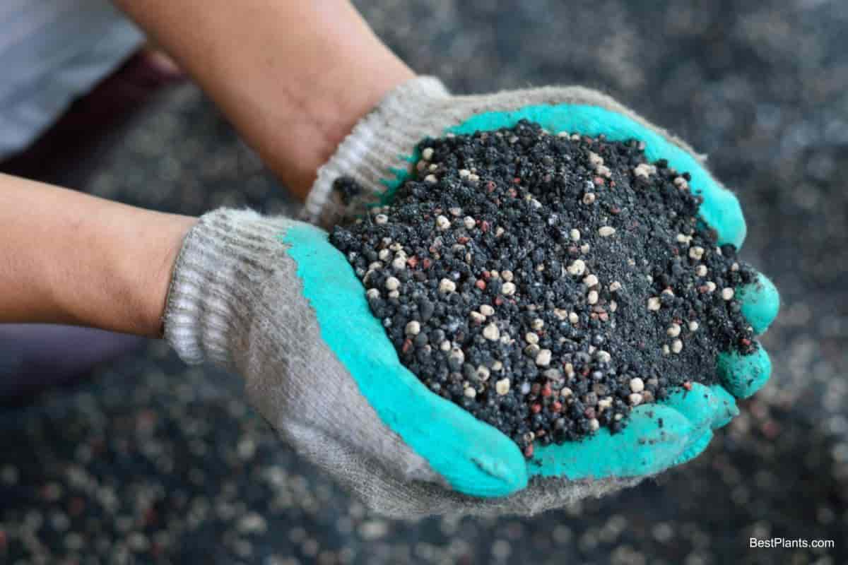 Fall Planting in North Reminders