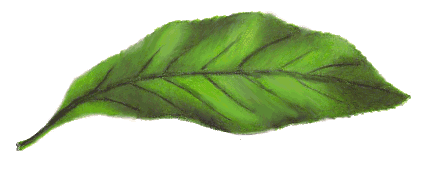 Gordonia leaves