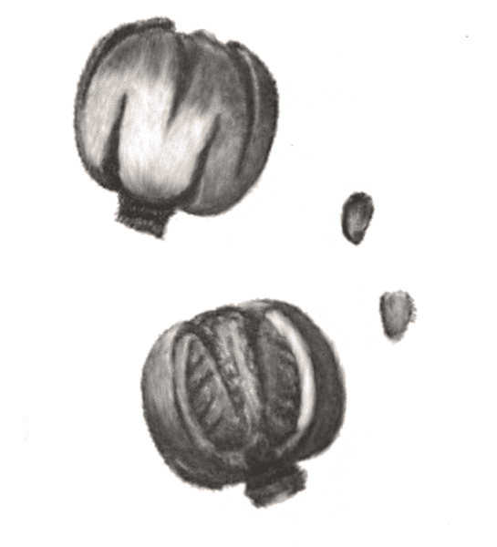 Gordonia fruit