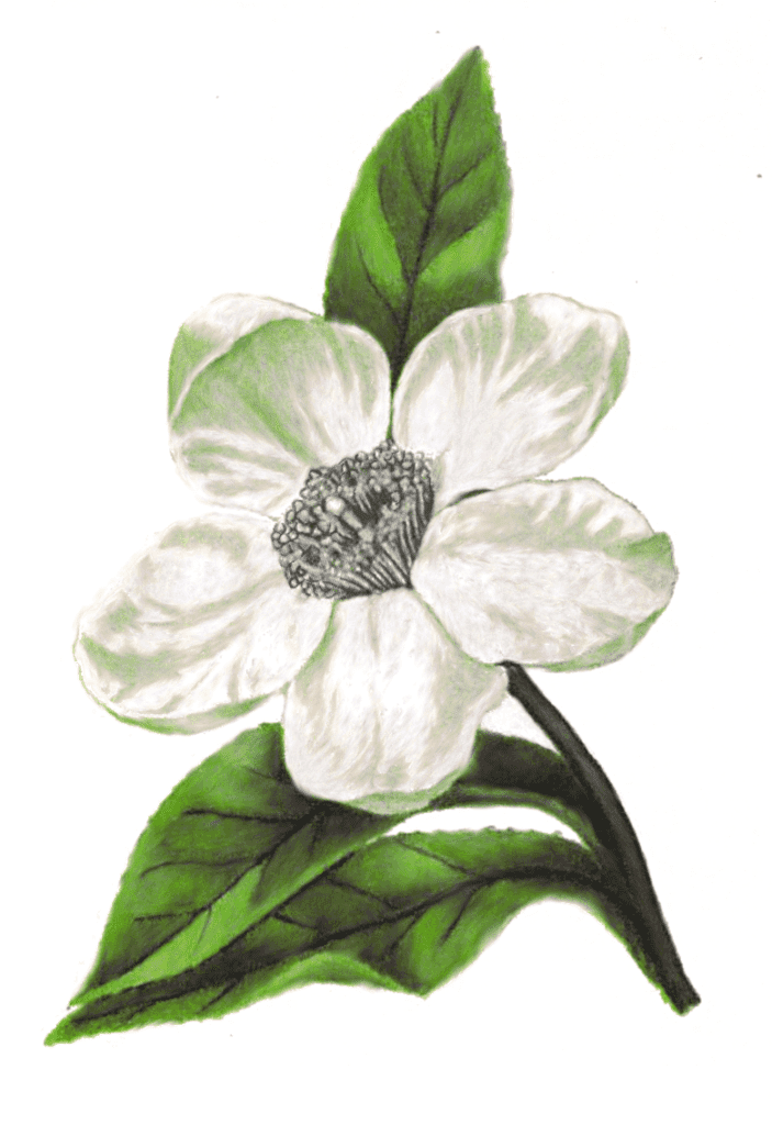 Gordonia flowers