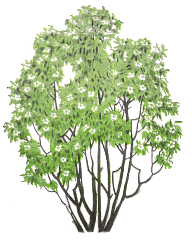 Gordonia tree