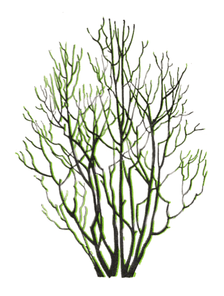 Gordonia tree form