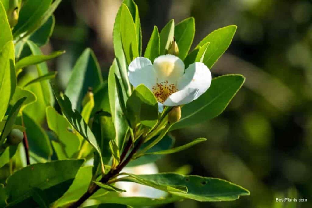 Gordonia Leaves and Bloom