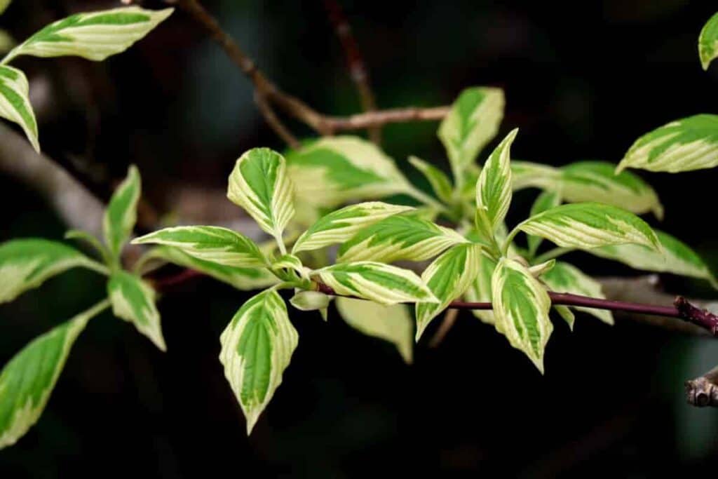 Shrubs Smile