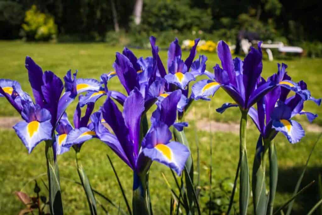 Spring Planting