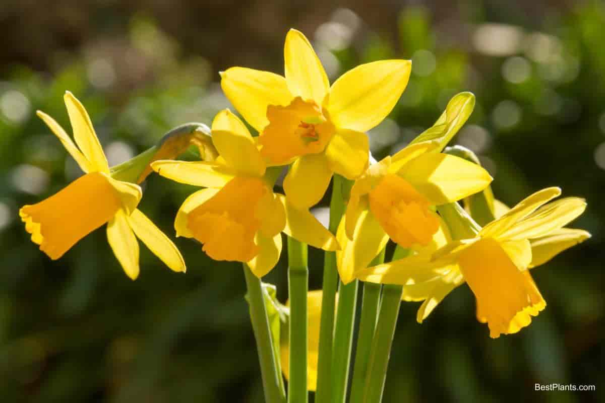 Daffodil Flowers