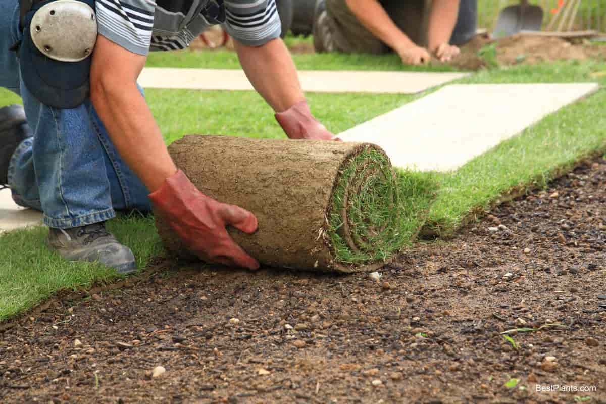 Starting Lawns in Fall