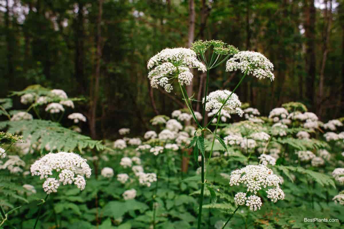Growing Ground Covers