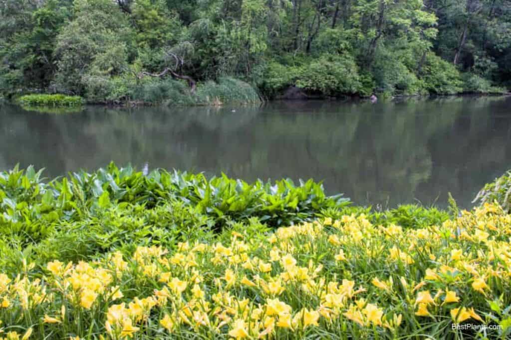 Growing Daylilies in Fog Belt