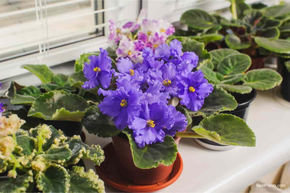 Growing African Violets
