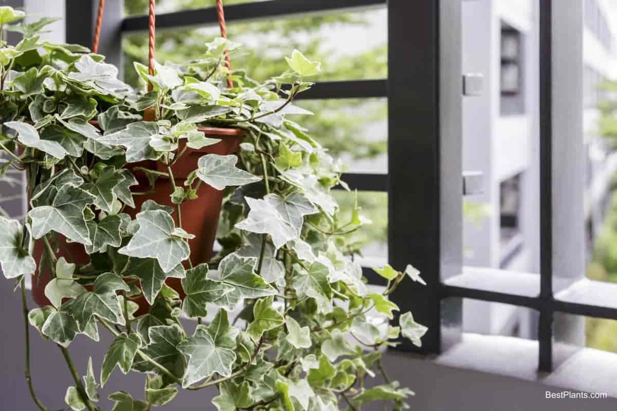 Changing English Ivy