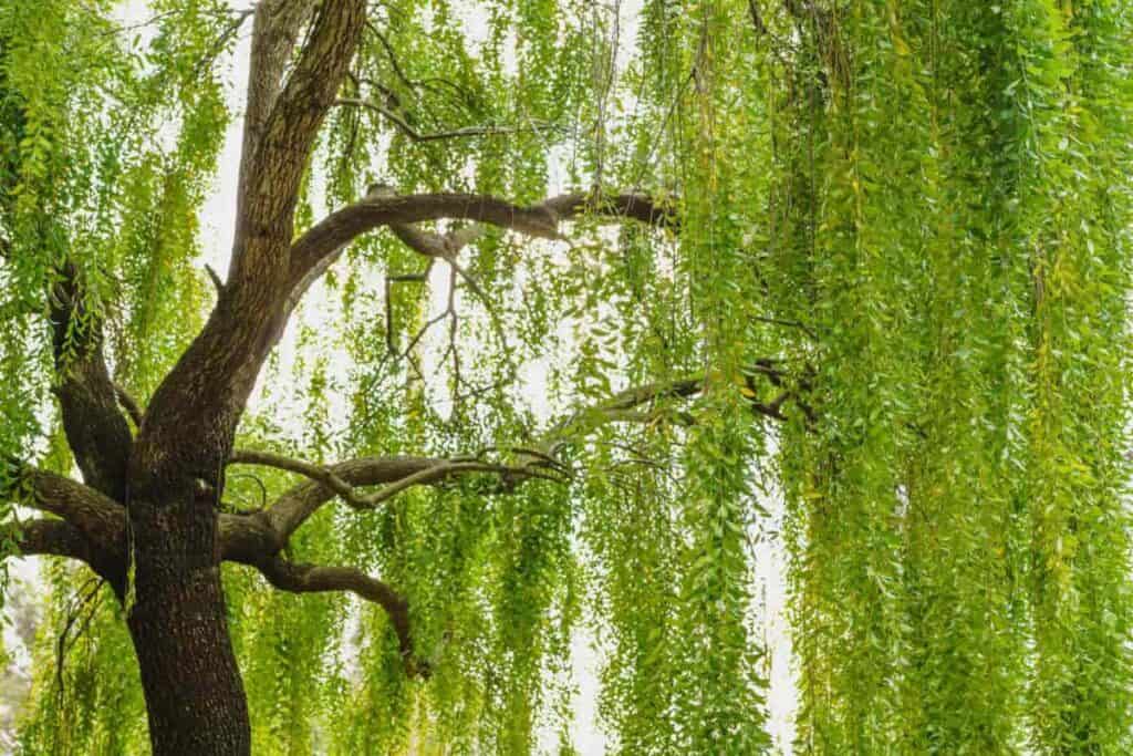 Trees to plant in fall