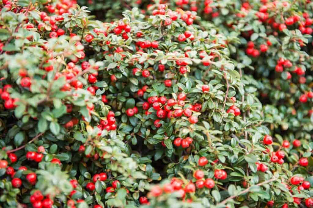 Necklace Cotoneaster