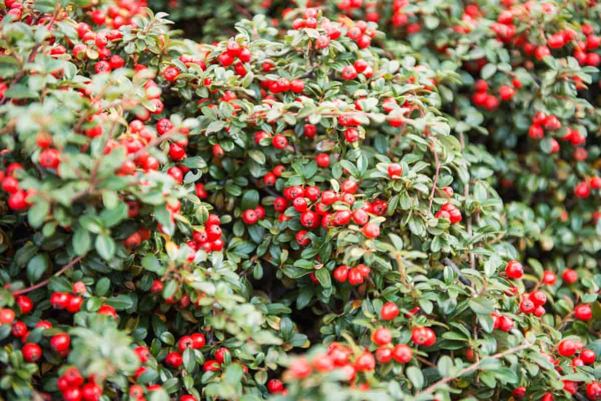 Necklace Cotoneaster