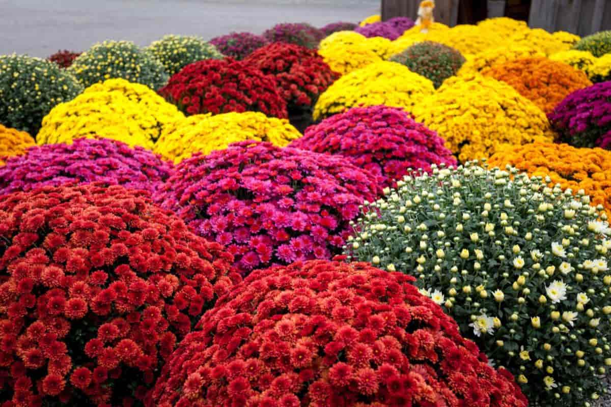midwest october gardens