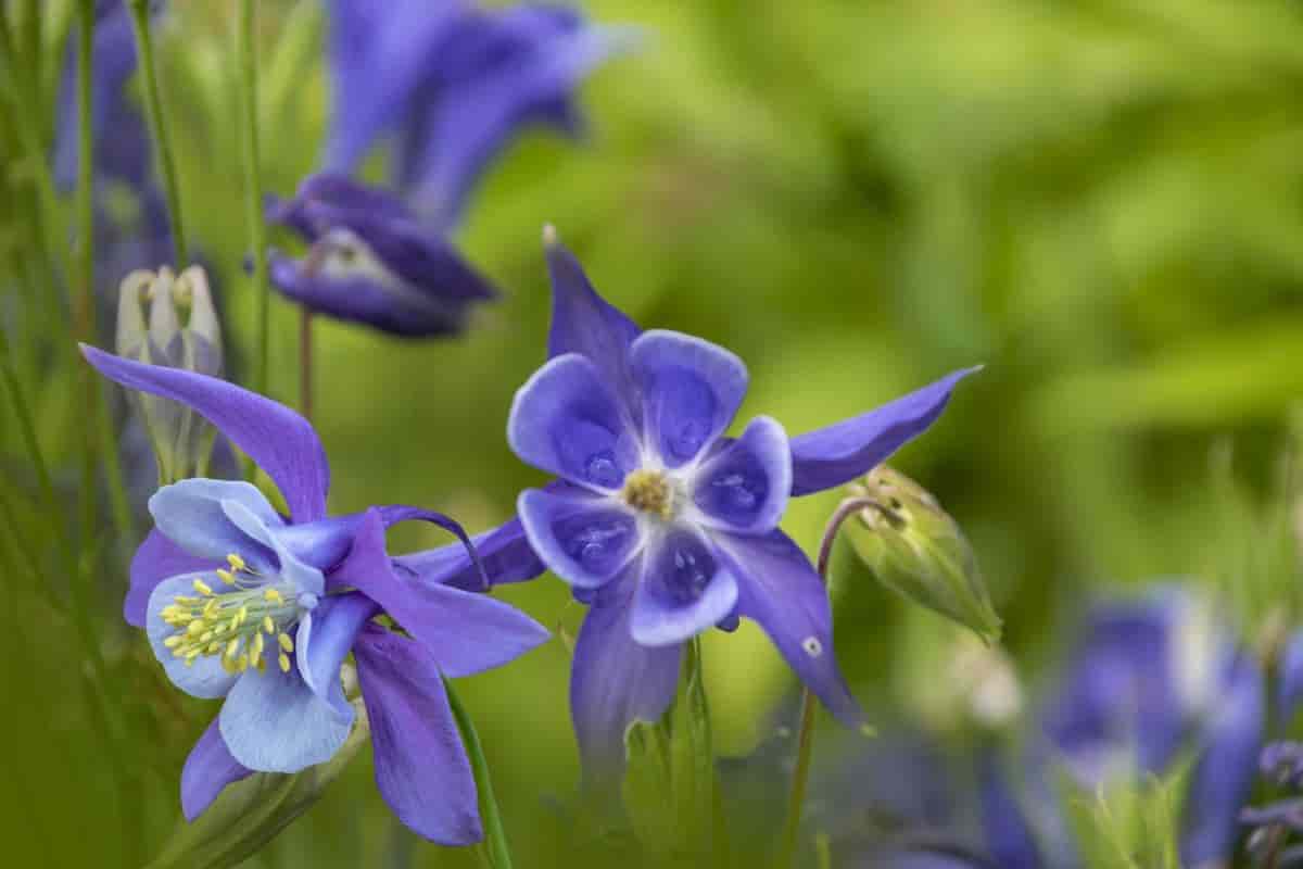 northern october gardens
