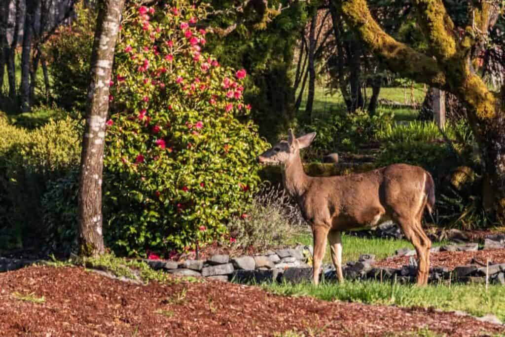 protect garden animal destruction