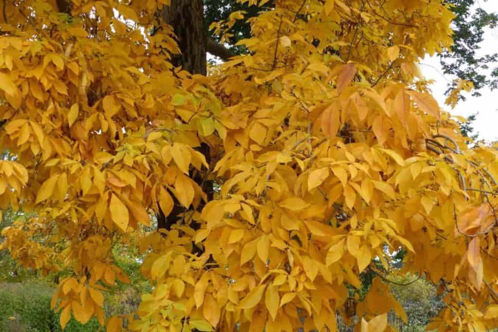 shagbark hickory