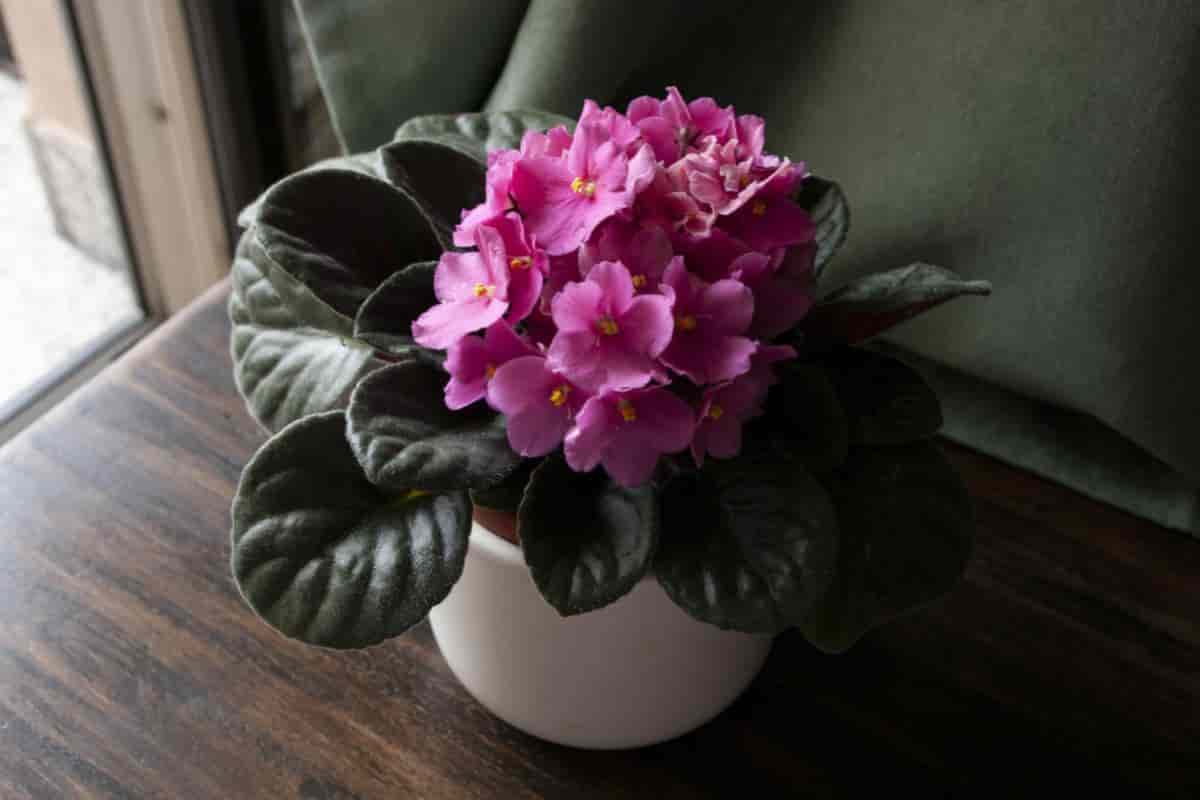 Growing African Violets from Seeds