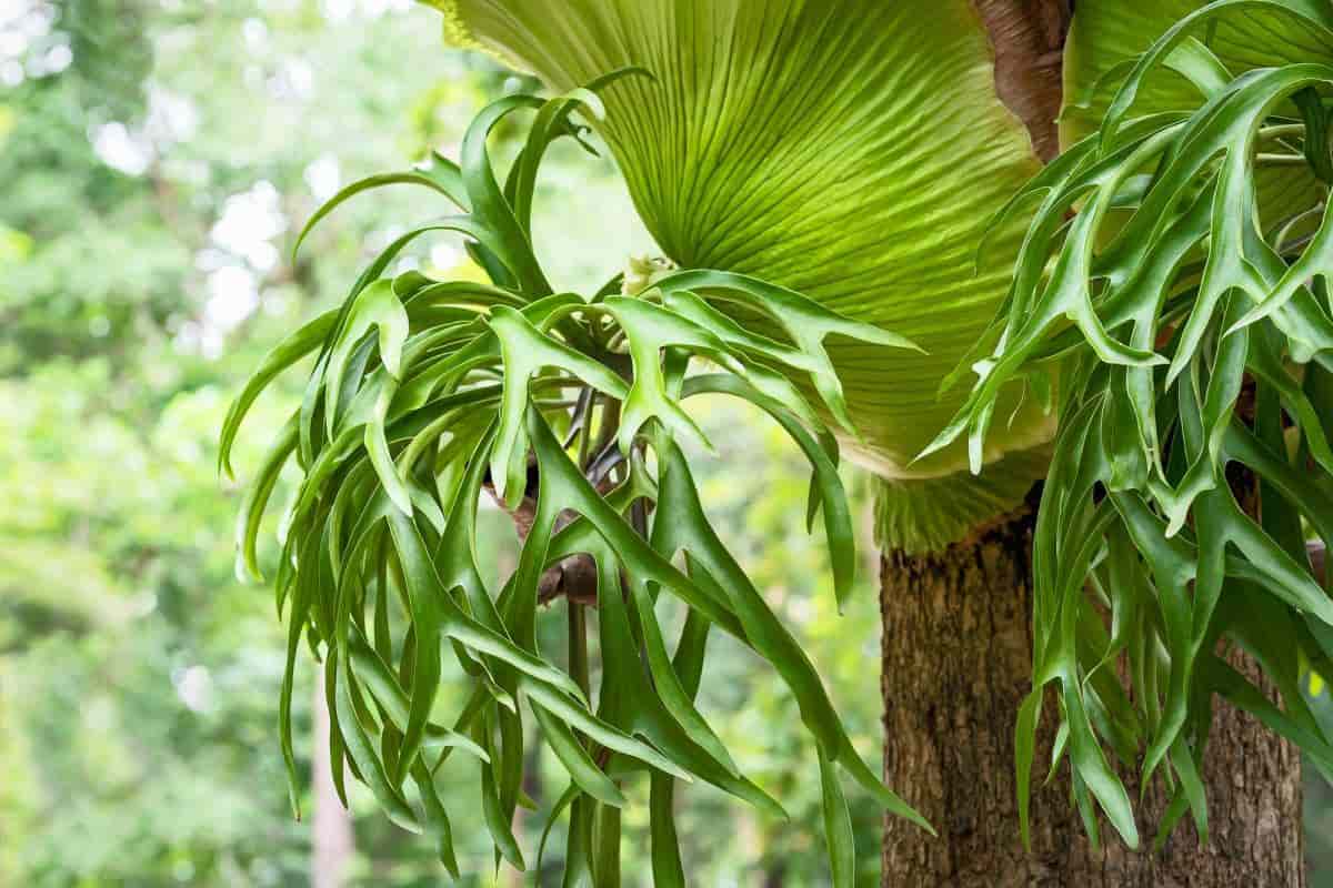 striking staghorn fern