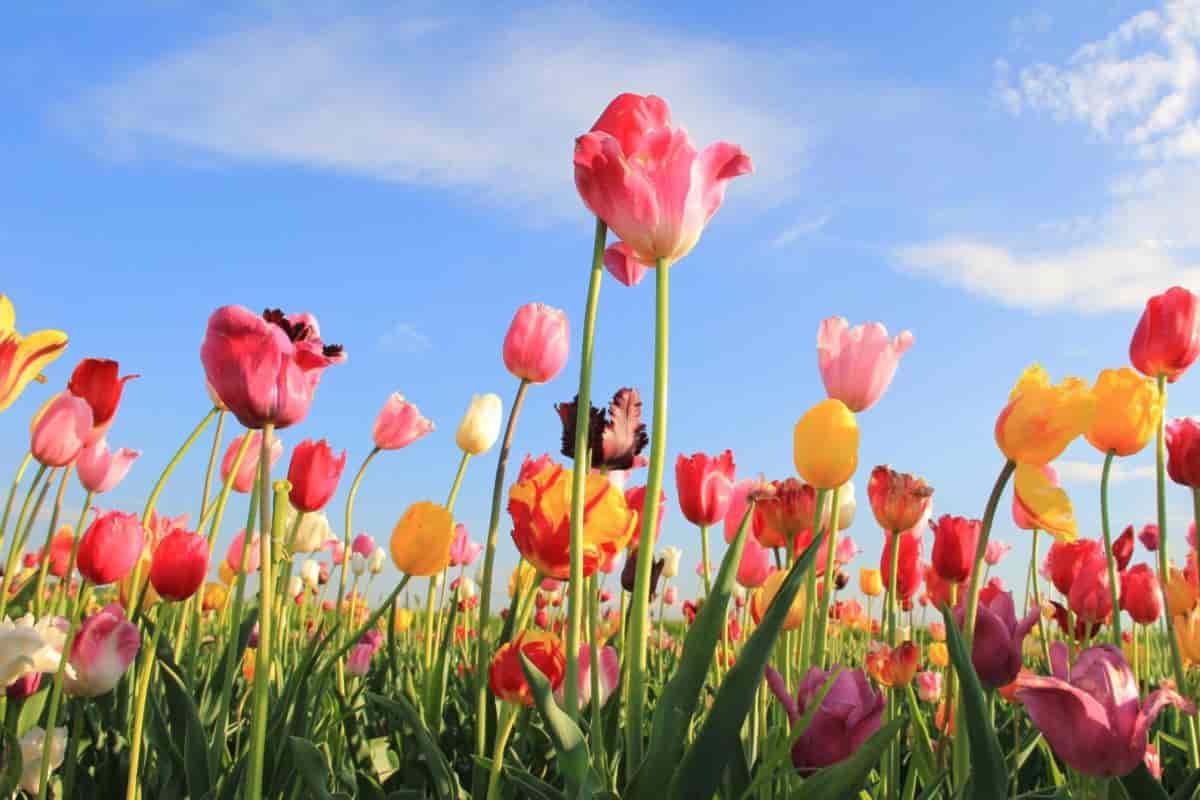 Tulips