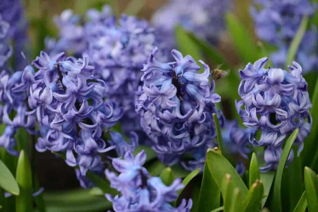 Spring Colors
