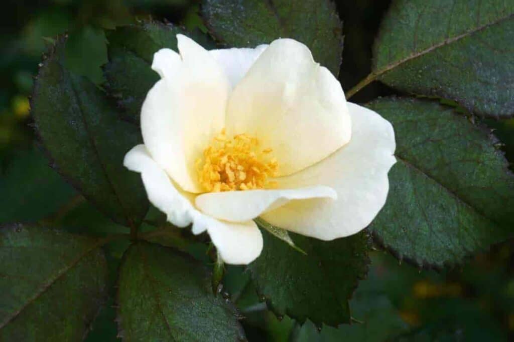 Memorial Rose