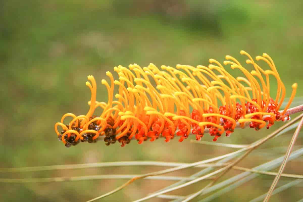 Cloud Bush