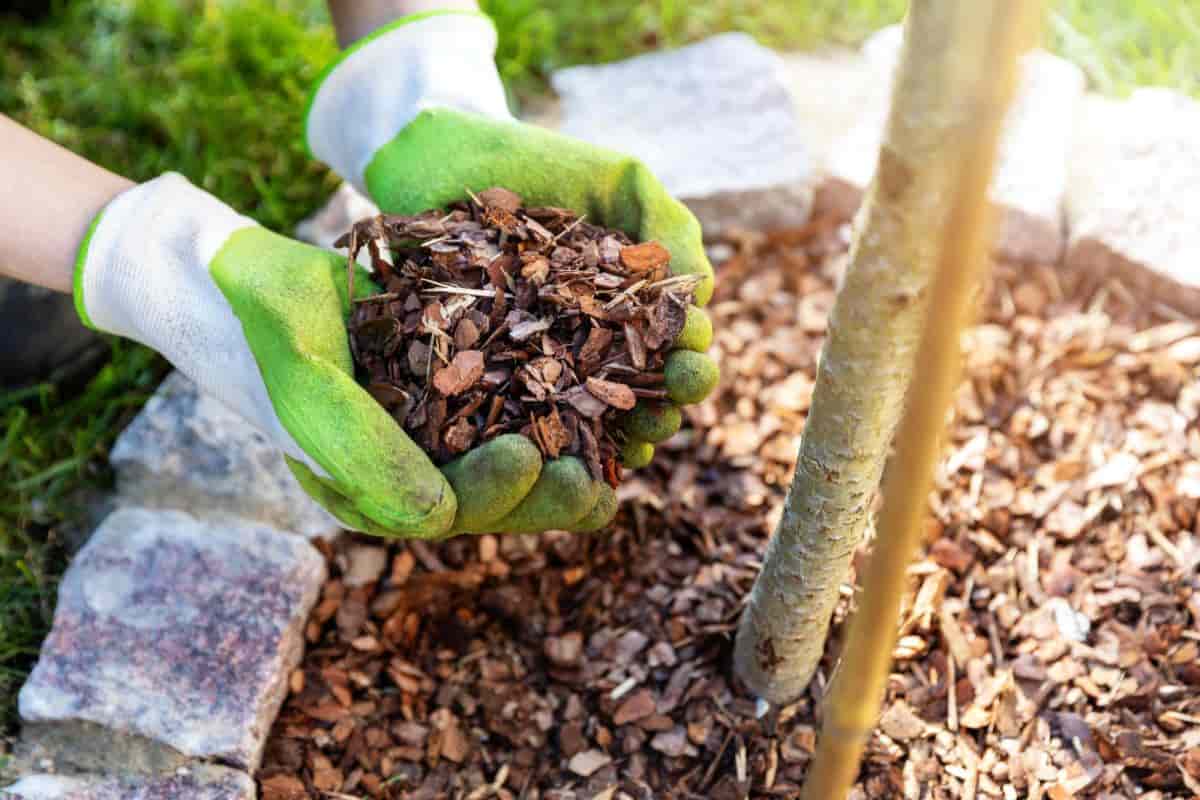 Garden Mulch