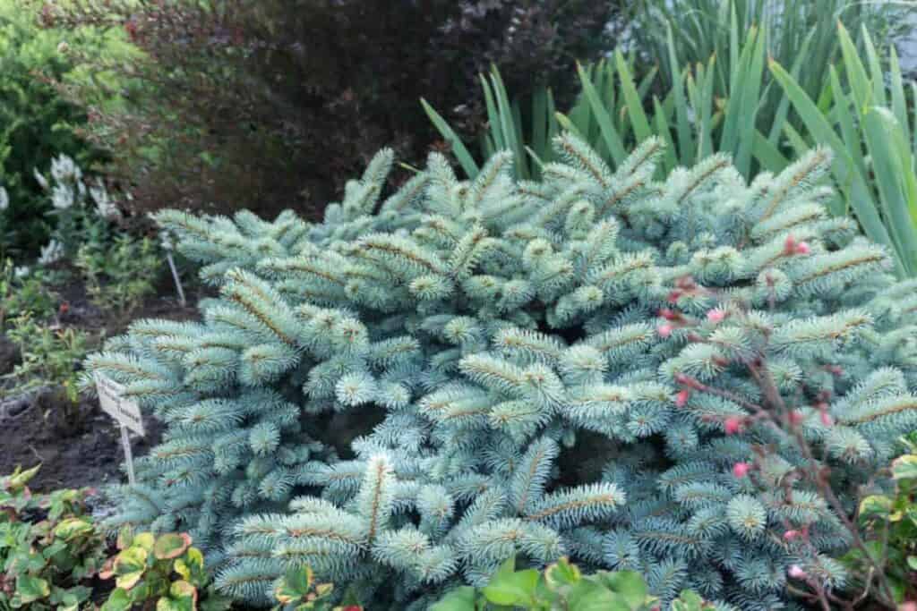 colorado spruce
