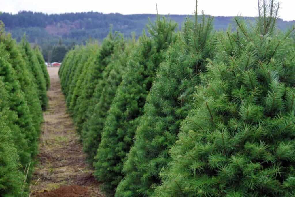 Christmas Plant