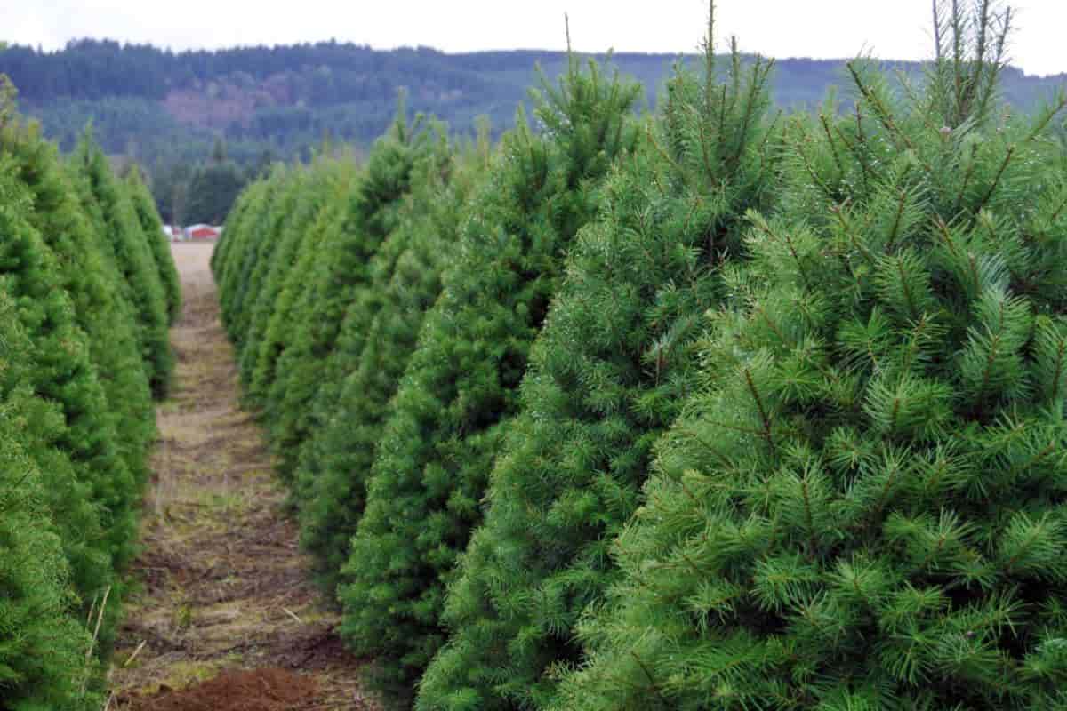 Christmas Plant