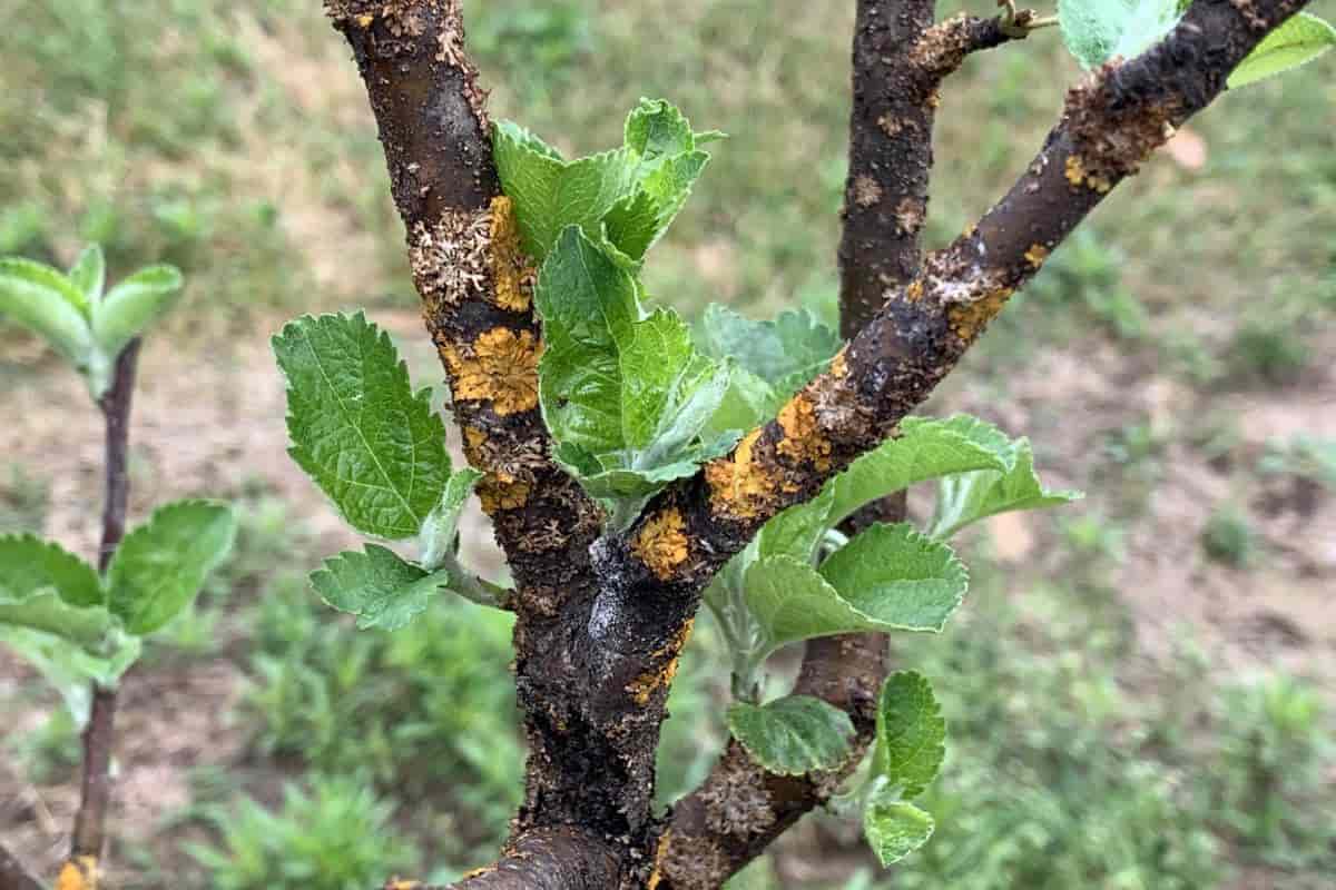 Diseases on Shade Trees