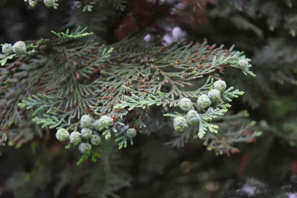Canada Hemlock